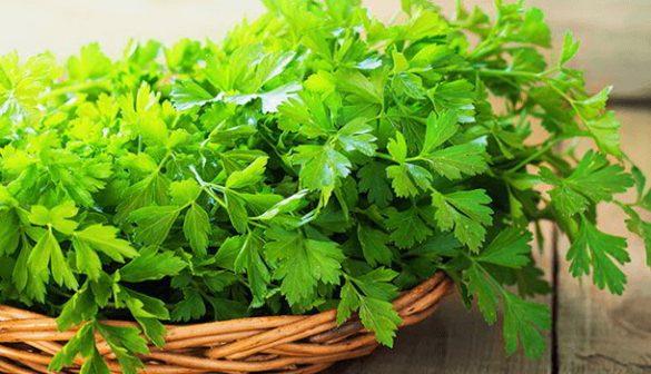 Composition and properties of parsley